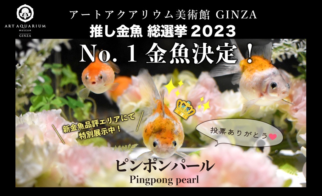 アートアクアリウム美術館の推し金魚総選挙No.1が決定！人気金魚の中 
