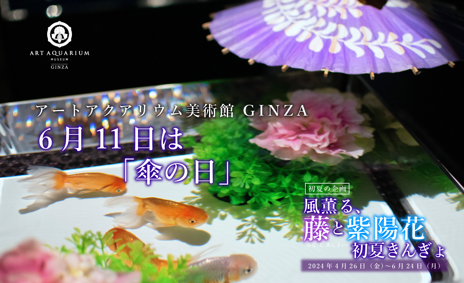 雨の日も金魚アート鑑賞を楽しむ アートアクアリウム美術館 GINZA 「傘の日」演出 金魚が和傘で雨宿り⁈  6月8日（土）～6月24日（月）期間限定演出 - アートアクアリウム