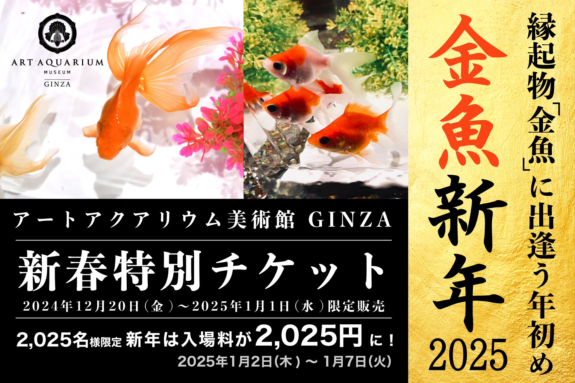 新年のお祝いに、縁起の良い金魚鑑賞を。金魚新年～アートアクアリウム 