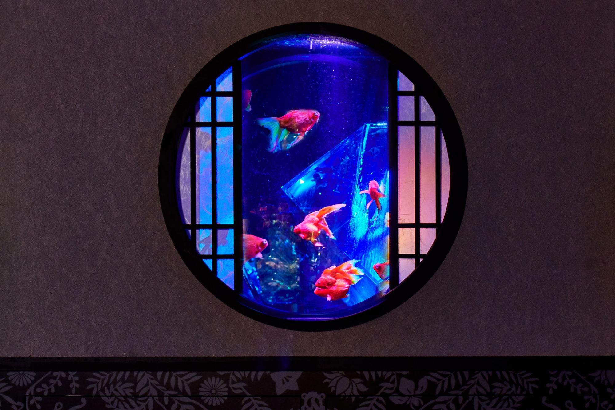 アートアクアリウム Art Aquarium