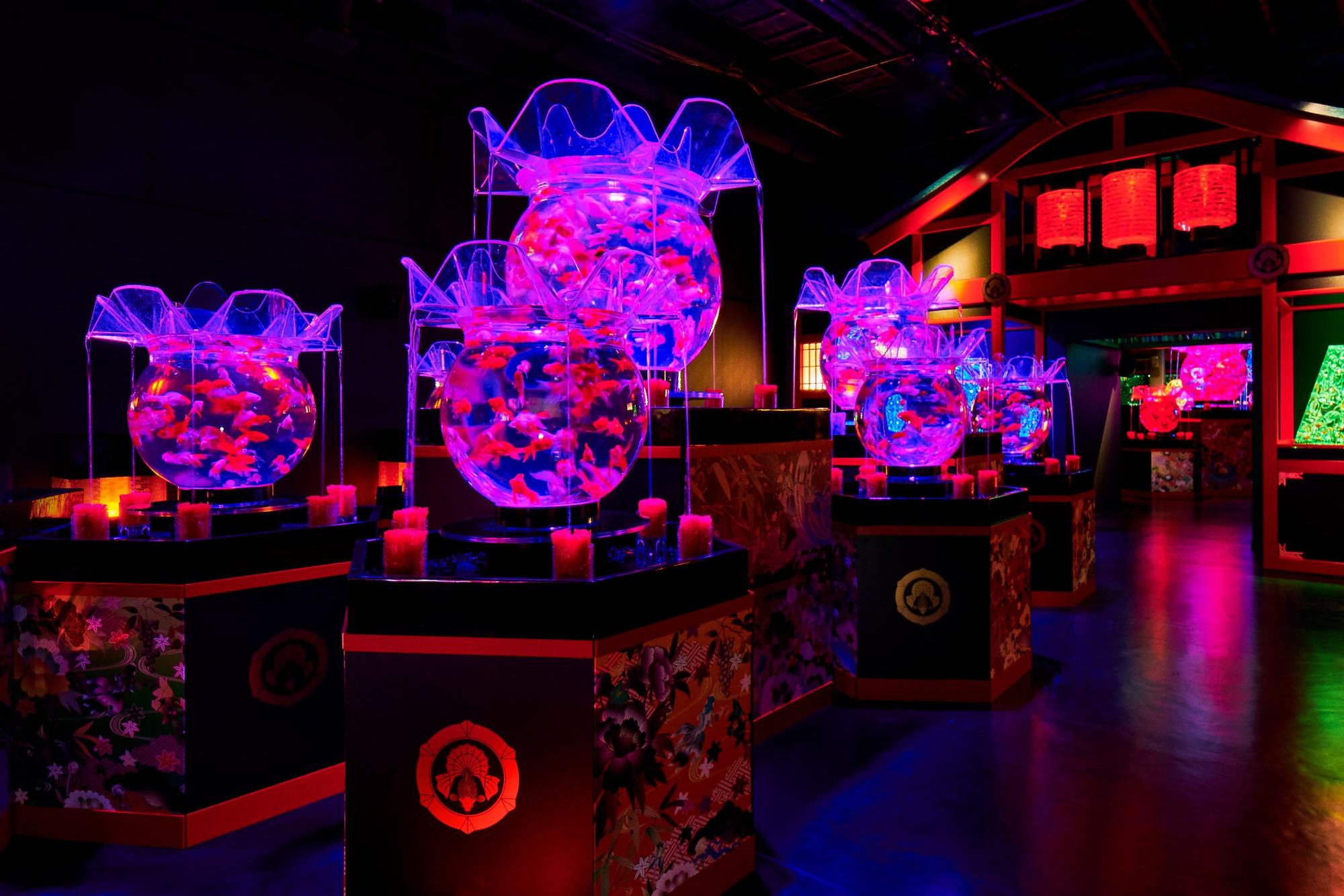 living art aquarium living art aquarium