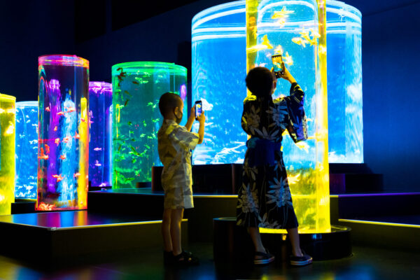 8月7日 土 開始 家族でアートを楽しむ アートプログラム のお知らせ アートアクアリウム Art Aquaruim