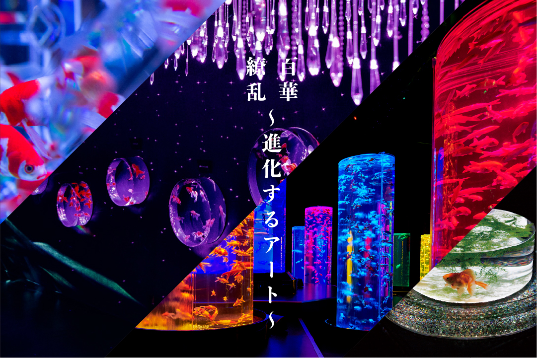 アートアクアリウム美術館ginza 銀座三越に２０２２年５月３日誕生 アートアクアリウム Art Aquarium